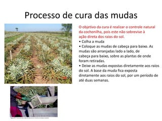 Processo de cura das mudas
O objetivo da cura é realizar o controle natural
da cochonilha, pois este não sobrevive à
ação direta dos raios do sol.
• Colha a muda
• Coloque as mudas de cabeça para baixo. As
mudas são arranjadas lado a lado, de
cabeça para baixo, sobre as plantas de onde
foram retiradas.
• Deixe as mudas expostas diretamente aos raios
do sol. A base da muda fica exposta
diretamente aos raios do sol, por um período de
até duas semanas.
 