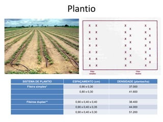 Plantio
SISTEMA DE PLANTIO ESPAÇAMENTO (cm) DENSIDADE (plantas/ha)
Fileira simples* 0,90 x 0,30 37.000
0,80 x 0,30 41.600
Fileiras duplas** 0,90 x 0,40 x 0,40 38.400
0,90 x 0,40 x 0,35 44.000
0,90 x 0,40 x 0,30 51.200
 