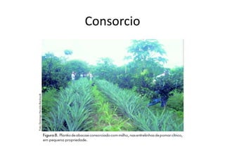 Consorcio
 