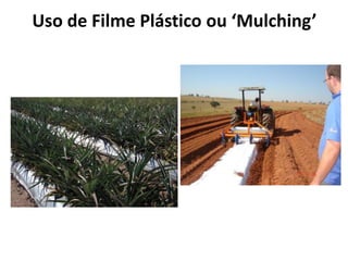 Uso de Filme Plástico ou ‘Mulching’
 