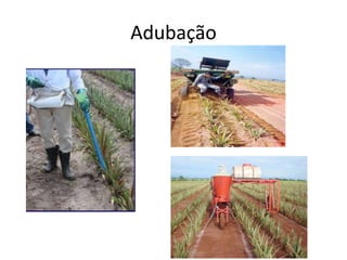 Adubação
 