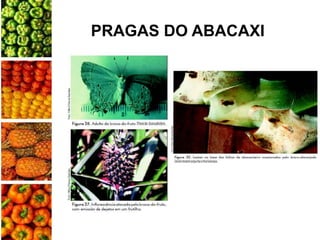PRAGAS DO ABACAXI
 