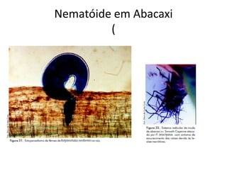 Nematóide em Abacaxi
(
 
