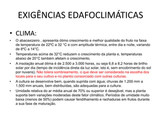 EXIGÊNCIAS EDAFOCLIMÁTICAS
• CLIMA:
• O abacaxizeiro , apresenta ótimo crescimento e melhor qualidade do fruto na faixa
de temperatura de 22ºC a 32 °C e com amplitude térmica, entre dia e noite, variando
de 8ºC a 14°C.
• Temperaturas acima de 32°C reduzem o crescimento da planta e, temperaturas
abaixo de 20°C também afetam o crescimento.
• A insolação anual ótima é de 2.500 a 3.000 horas, ou seja 6,8 a 8,2 horas de brilho
solar por dia (tempo de incidência direta da luz solar, isto é, sem encobrimento do sol
por nuvens). Não tolera sombreamento, o que deve ser considerado na escolha dos
locais para o seu cultivo e no plantio consorciado com outras culturas.
• A cultura se desenvolve bem, quando suprida com água; chuvas de 1.200 mm a
1.500 mm anuais, bem distribuídas, são adequadas para a cultura.
• Umidade relativa do ar média anual de 70% ou superior é desejável, mas a planta
suporta bem variações moderadas deste fator climático. Períodos de umidade muito
baixa (menos de 50%) podem causar fendilhamento e rachaduras em frutos durante
a sua fase de maturação.
 