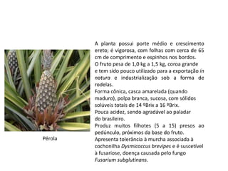 Pérola
A planta possui porte médio e crescimento
ereto; é vigorosa, com folhas com cerca de 65
cm de comprimento e espinhos nos bordos.
O fruto pesa de 1,0 kg a 1,5 kg, coroa grande
e tem sido pouco utilizado para a exportação in
natura e industrialização sob a forma de
rodelas.
Forma cônica, casca amarelada (quando
maduro), polpa branca, sucosa, com sólidos
solúveis totais de 14 ºBrix a 16 ºBrix.
Pouca acidez, sendo agradável ao paladar
do brasileiro.
Produz muitos filhotes (5 a 15) presos ao
pedúnculo, próximos da base do fruto.
Apresenta tolerância à murcha associada à
cochonilha Dysmicoccus brevipes e é suscetível
à fusariose, doença causada pelo fungo
Fusarium subglutinans.
 