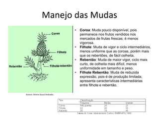 Manejo das Mudas
Autora: Almira Souza Andrade.
• Coroa: Muda pouco disponível, pois
permanece nos frutos vendidos nos
mercados de frutas frescas; é menos
vigorosa.
• Filhote: Muda de vigor e ciclo intermediários,
menos uniforme que as coroas, porém mais
que os rebentões, de fácil colheita.
• Rebentão: Muda de maior vigor, ciclo mais
curto, de colheita mais difícil, menos
uniformidade em tamanho e peso.
• Filhote Rebentão: Muda de reduzida
expressão, pois é de produção limitada,
apresenta características intermediárias
entre filhote e rebentão.
 