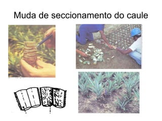 Muda de seccionamento do caule
 