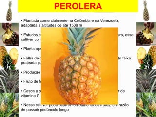 PEROLERA
• Plantada comercialmente na Colômbia e na Venezuela,
adaptada a altitudes de até 1500 m
• Estudos efetuados pela Embrapa Mandioca e Fruticultura, essa
cultivar comportou-se como resistente à fusariose
• Planta apresenta uma altura de 51,0 cm
• Folha de cor verde-escura e bordo inerme, evidenciando faixa
prateada pouco pronunciada
• Produção de um a dois rebentões e oito a dez filhotes
• Fruto de forma cilíndrica, com peso médio de 1,8 kg

• Casca e polpa amarelas, com 13ºBrix, acidez, alto teor de
vitamina C
• Nessa cultivar pode ocorrer tombamento de frutos, em razão
de possuir pedúnculo longo

 