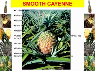 SMOOTH CAYENNE
• Conhecido como Abacaxi Havaiano
• Variedade mais plantada no mundo

• Espinhos na extremidade apical do bordo da folha
• Fruto ligeiramente cilíndrico
• Pesando de 1,5 kg a 2,5 kg

• Casca de cor amarelo-alaranjada quando maduro, polpa amarela, rico
em açúcares
• Acidez maior do que as outras variedades
• Produz poucas mudas do tipo filhote
• Bastante suscetível à murcha associada à cochonilha
(Dysmicoccus brevipes) e à Fusariose (Fusarium subglutinans)

 