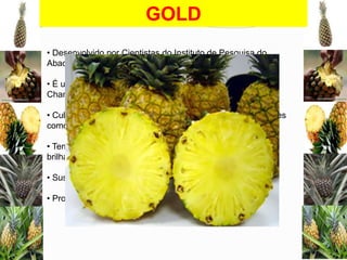 GOLD
• Desenvolvido por Cientistas do Instituto de Pesquisa do
Abacaxi na ilha de Mauí
• É um melhoramento de uma variedade local chamada
Champaka
• Cultivado principalmente pela Fresh Del Monte® , em países
como Costa Rica e Filipinas
• Tem um ótimo sabor, cor da casca dourada, polpa amarela
brilhante e maior teor de vitamina C
• Suscetivel a fusariose
• Produzido para exportação

 