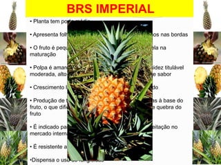 BRS IMPERIAL
• Planta tem porte médio
• Apresenta folha de cor verde escuro, sem espinhos nas bordas
• O fruto é pequeno, cilíndrico, casca de cor amarela na
maturação
• Polpa é amarela, com elevado teor de açúcar, acidez titulável
moderada, alto conteúdo de vitamina C e excelente sabor
• Crescimento lento, pedúnculo de diâmetro delgado

• Produção de três a cinco mudas tipo filhote presas à base do
fruto, o que dificulta a colheita mediante método de quebra do
fruto
• É indicado para exportação, e tem uma ótima aceitação no
mercado internacional
• É resistente a fusariose
•Dispensa o uso de fungicidas

 