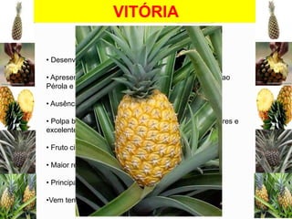 VITÓRIA
• Desenvolvido pela EMBRAPA e INCAPER
• Apresenta características agronômicas semelhantes ao
Pérola e Smootch Cayenne
• Ausência de espinhos nas folhas
• Polpa branca, boa suculência, elevado teor de açucares e
excelente sabor

• Fruto cilíndrico, com peso de 1,5 Kg, casca amarela
• Maior resistência ao transporte e pós-colheita
• Principal característica é a tolerância a fasariose
•Vem tendo dificuldades no mercado brasileiro

 