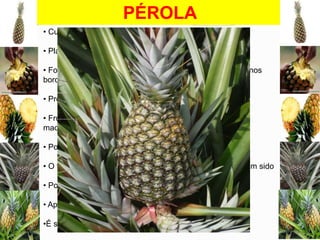 PÉROLA
• Cultivada amplamente no Brasil
• Planta possui porte médio, e é vigorosa
• Folhas com cerca de 65 cm de comprimento e espinhos nos
bordos
• Produz muitos filhotes
• Fruto apresenta forma cônica, casca amarelada (quando
maduro), polpa branca, sucosa, com 14 ºBrix a 16 ºBrix

• Pouca acidez, sendo agradável ao paladar do brasileiro
• O fruto pesa de 1,0 kg a 1,5 kg, possui coroa grande e tem sido
• Pouco utilizado para a exportação e industrialização
• Apresenta tolerância à murcha associada à cochonilha
•É suscetível à fusariose

 