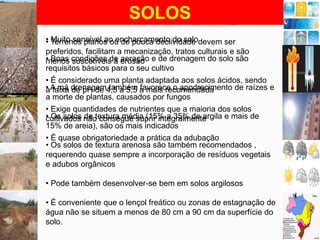 SOLOS
• Terrenos planos ou de pouca declividade devem ser
• Muito sensível ao encharcamento do solo
preferidos, facilitam a mecanização, tratos culturais e são
• Boas condições de erosão e de drenagem do solo são
menos suscetíveis à aeração
requisitos básicos para o seu cultivo
• É considerado uma planta adaptada aos solos ácidos, sendo
• A má drenagem4,5 a 5,5 a mais recomendada
a faixa de pH de também favorece o apodrecimento de raízes e
a morte de plantas, causados por fungos
• Exige quantidades de nutrientes que a maioria dos solos
• Os solos não consegue suprir integralmente
cultivados de textura média (15% a 35% de argila e mais de
15% de areia), são os mais indicados
• É quase obrigatoriedade a prática da adubação
• Os solos de textura arenosa são também recomendados ,
requerendo quase sempre a incorporação de resíduos vegetais
e adubos orgânicos
• Pode também desenvolver-se bem em solos argilosos
• É conveniente que o lençol freático ou zonas de estagnação de
água não se situem a menos de 80 cm a 90 cm da superfície do
solo.

 