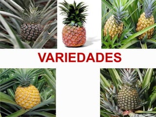 VARIEDADES

 