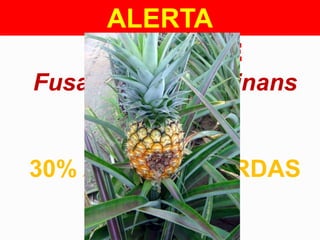 ALERTA
FUSARIOSE
Fusarium subglutinans
f.sp. Ananas
30% A 40% DE PERDAS

 