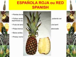 ESPAÑOLA ROJA ou RED
SPANISH
• Plantas de tamanho médio, vigorosas
• Folhas verde-escuras, espinhos pequenos e curtos, podendo ser
espinhosas ou parcialmente espinhosas
• Fruto de tamanho médio (1,2 kg a 2,0 kg) em forma de barril
• Polpa branca ou amarelo-pálida, sucosa, de sabor adocicado
• Baixa acidez, agradável aroma
• Produz normalmente poucos filhotes e rebentões

 