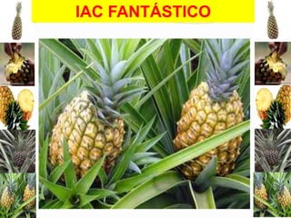 IAC FANTÁSTICO
• Lançado pelo Instituto Agronômico de Campinas-IAC
• Baixa acidez e sabor adocicado
• Mesmo verde, é doce, e a diferença de doçura entre o ápice e
a base é pouco, garantindo mais aproveitamento
• Folhas sem espinhos, facilitando o manuseio
• Mais tolerante a fusariose do que Smooth Cayenne e Pérola

 