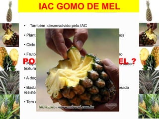 IAC GOMO DE MEL
•

Também desenvolvido pelo IAC

• Plantas altas (80 cm), muitas folhas (40), com espinhos

• Ciclo total de 19,5 meses
• Frutos pequenos e cilíndricos, coloração amarelo-ouro

POR coloração amarelo-ouro, suculenta, deMEL ?
• Polpa de QUE GOMO DE ótimo sabor,
textura macia
• A doçura do ápice a base é semelhante
• Bastante suscetível à fusariose, mas apresenta moderada
resistência a nematóides
• Tem uma vida de prateleira maior que a dos outros

 