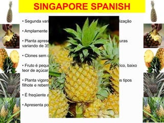 SINGAPORE SPANISH
• Segunda variedade em importância para a industrialização
• Amplamente cultivada na Malásia
• Planta apresenta porte médio, com folhas verde-escuras
variando de 35 cm a 70 cm

• Clones sem ou com poucos espinhos
• Fruto é pequeno, pesando de 1,0 kg a 1,5 kg, cilíndrico, baixo
teor de açúcar e baixa acidez
• Planta vigorosa, com produção regular de mudas dos tipos
filhote e rebentão
• É freqüente a ocorrência de coroa múltipla
• Apresenta pouca resistência a pragas e doenças

 