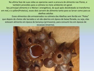 Na ultima faze de suas vidas as operarias saem a procura de alimento nas Flores, e
também provisões para a colmeia no meio ambiente em geral.
Seu principal alimento é o Néctar ( energético), do qual após desidratado se transforma
em mel, e o pólen(Proteico), esses dois servem de alimento tanto para as larvar como para as
abelhas adultas
Esses alimentos são armazenados na colmeia das Abelhas sem ferrão em “Potes”
que depois de cheios são lacrados e só são abertos em época de baixa florada, ou seja, elas
estocam alimento em época de bonança (primavera), para consumi-los em épocas de
escassez (inverno).

 