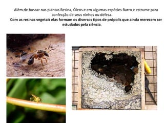 Além de buscar nas plantas Resina, Óleos e em algumas espécies Barro e estrume para
confecção de seus ninhos ou defesa.
Com as resinas vegetais elas formam os diversos tipos de própolis que ainda merecem ser
estudados pela ciência.

 
