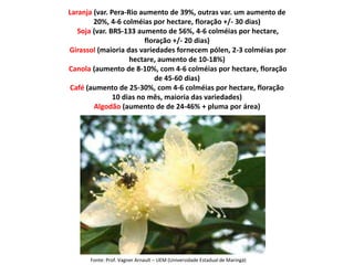 Laranja (var. Pera-Rio aumento de 39%, outras var. um aumento de
20%, 4-6 colméias por hectare, floração +/- 30 dias)
Soja (var. BRS-133 aumento de 56%, 4-6 colméias por hectare,
floração +/- 20 dias)
Girassol (maioria das variedades fornecem pólen, 2-3 colméias por
hectare, aumento de 10-18%)
Canola (aumento de 8-10%, com 4-6 colméias por hectare, floração
de 45-60 dias)
Café (aumento de 25-30%, com 4-6 colméias por hectare, floração
10 dias no mês, maioria das variedades)
Algodão (aumento de de 24-46% + pluma por área)

Fonte: Prof. Vagner Arnault – UEM (Universidade Estadual de Maringá)

 