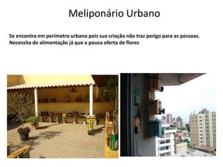 Meliponário Urbano
Se encontra em perímetro urbano pois sua criação não traz perigo para as pessoas.
Necessita de alimentação já que a pouca oferta de flores

 