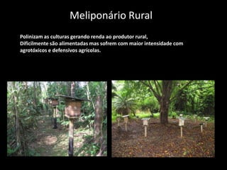 Meliponário Rural
Polinizam as culturas gerando renda ao produtor rural,
Dificilmente são alimentadas mas sofrem com maior intensidade com
agrotóxicos e defensivos agrícolas.

 