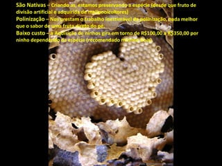 São Nativas – Criando as, estamos preservando a espécie (desde que fruto de
divisão artificial e adquirida de meliponicultores)
Polinização – Nos prestam o trabalho inestimável da polinização, nada melhor
que o sabor de uma fruta direto do pé.
Baixo custo – a Aquisição de ninhos gira em torno de R$100,00 a R$350,00 por
ninho dependendo da espécie (recomendado mínimo Dois).

 