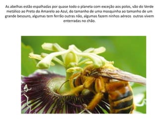 As abelhas estão espalhadas por quase todo o planeta com exceção aos polos, vão do Verde
metálico ao Preto do Amarelo ao Azul, do tamanho de uma mosquinha ao tamanho de um
grande besouro, algumas tem ferrão outras não, algumas fazem ninhos aéreos outras vivem
enterradas no chão.

 