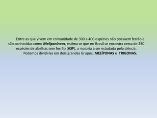 Entre as que vivem em comunidade de 300 a 400 espécies não possuem ferrão e
são conhecidas como Meliponíneos, estima se que no Brasil se encontra cerca de 250
espécies de abelhas sem ferrão (ASF), a maioria a ser estudada pela ciência.
Podemos dividi-las em dois grandes Grupos, MELÍPONAS e TRIGONAS.

 