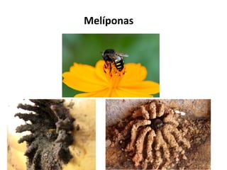 Melíponas

 