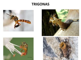 TRIGONAS

 