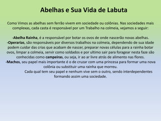 Abelhas e Sua Vida de Labuta
Como Vimos as abelhas sem ferrão vivem em sociedade ou colônias. Nas sociedades mais
complexas, cada casta é responsável por um Trabalho na colmeia, vejamos a seguir:

-Abelha Rainha, é a responsável por botar os ovos de onde nascerão novas abelhas.
-Operarias, são responsáveis por diversos trabalhos na colmeia, dependendo de sua idade
podem cuidar das crias que acabam de nascer, preparar novas células para a rainha botar
ovos, limpar a colmeia, servir como soldados e por ultimo sair para foragear nesta faze são
conhecidas como campeiras, ou seja, ir ao ar livre atrás de alimento nas flores.
-Machos, seu papel mais importante é o de cruzar com uma princesa para formar uma nova
colônia ou substituir uma rainha que morreu.
Cada qual tem seu papel e nenhum vive sem o outro, sendo interdependentes
formando assim uma sociedade.

 