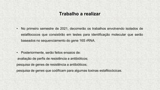 Trabalho a realizar
• No primeiro semestre de 2021, decorrerão os trabalhos envolvendo isolados de
estafilococos que consistirão em testes para identificação molecular que serão
baseados no sequenciamento do gene 16S rRNA.
• Posteriormente, serão feitos ensaios de:
avaliação de perfis de resistência a antibióticos;
pesquisa de genes de resistência a antibióticos;
pesquisa de genes que codificam para algumas toxinas estafilocócicas.
 