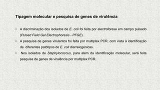 Tipagem molecular e pesquisa de genes de virulência
• A discriminação dos isolados de E. coli foi feita por electroforese em campo pulsado
(Pulsed Field Gel Electrophoresis - PFGE).
• A pesquisa de genes virulentos foi feita por multiplex PCR, com vista à identificação
de diferentes patótipos de E. coli diarreiogénicas.
• Nos isolados de Staphylococcus, para além da identificação molecular, será feita
pesquisa de genes de virulência por multiplex PCR.
 