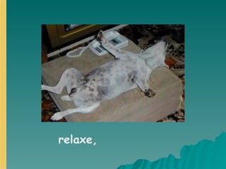 relaxe,   