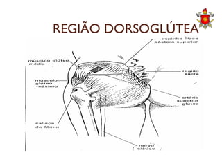 REGIÃO DORSOGLÚTEA
 