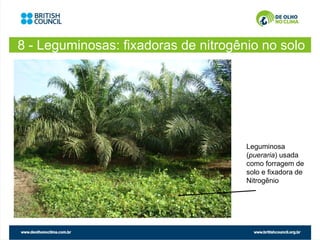 8 - Leguminosas: fixadoras de nitrogênio no solo




                                      Leguminosa
                                      (pueraria) usada
                                      como forragem de
                                      solo e fixadora de
                                      Nitrogênio
 
