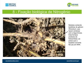 8 - Fixação biológica de Nitrogênio


                                 Nódulos contendo
                                 bactérias do gênero
                                 Rhizobium, que
                                 fazem simbiose
                                 com a leguminosa.
                                 Esta fornece
                                 produtos da
                                 fotossíntese, ao
                                 passo que a
                                 bactéria converte
                                 N2 (ar) em NH4.
 
