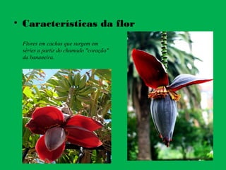 • Características da flor
Flores em cachos que surgem em
séries a partir do chamado "coração"
da bananeira.
 
