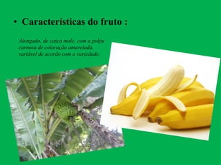 • Características do fruto :
Alongado, de casca mole, com a polpa
carnosa de coloração amarelada,
variável de acordo com a variedade.
 