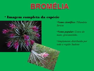 •Nome científico: Tillandsia
Stricta
•Nome popular: Cravo do
mato, gravatazinho.
•Amplamente distribuída por
toda a região Sudeste
• Imagem completa da espécie
 