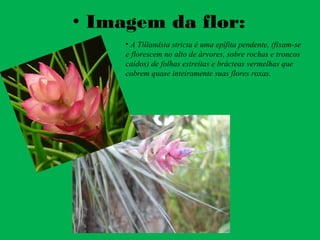• Imagem da flor:
• A Tillandsia stricta é uma epífita pendente, (fixam-se
e florescem no alto de árvores, sobre rochas e troncos
caídos) de folhas estreitas e brácteas vermelhas que
cobrem quase inteiramente suas flores roxas.
 
