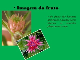 • Imagem do fruto
• Os frutos são bastante
alongados e quando secos
liberam as sementes
plumosas ao vento
 