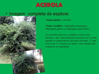 • Imagem completa da espécie:
•Nome popular : Acerola
•Nome científico : Malpighia emarginata ,
Malpighita glaba ou Malpighia punicifolia L.
•A aceroleira floresce e frutifica várias vezes
durante o ano, especialmente na primavera e verão,
quando as temperaturas são mais elevadas. É uma
árvore de 2 a 4 metros de altura, com ramificação
compacta ou espalhada.
 