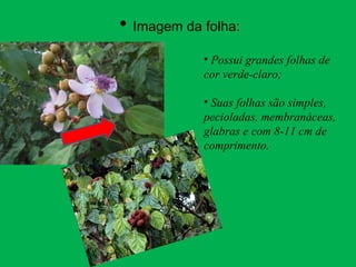 • Imagem da folha:
• Possui grandes folhas de
cor verde-claro;
• Suas folhas são simples,
pecioladas, membranáceas,
glabras e com 8-11 cm de
comprimento.
 
