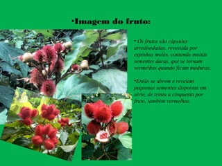 •Imagem do fruto:
• Os frutos são cápsulas
arredondadas, revestida por
espinhos moles, contendo muitas
sementes duras, que se tornam
vermelhas quando ficam maduras;
•Então se abrem e revelam
pequenas sementes dispostas em
série, de trinta a cinquenta por
fruto, também vermelhas.
 