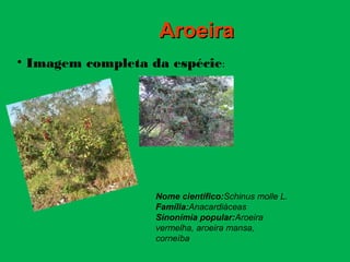 • Imagem completa da espécie:
AroeiraAroeira
Nome científico:Schinus molle L.
Família:Anacardiáceas
Sinonímia popular:Aroeira
vermelha, aroeira mansa,
corneíba
 